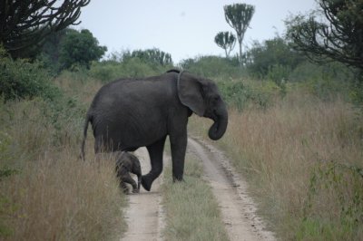 elephant 1