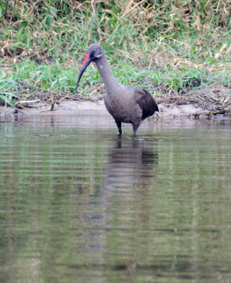 hadada ibis