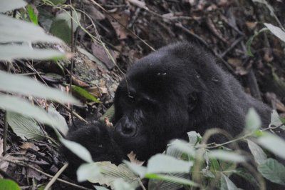 gorilla 1