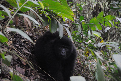 gorilla 2