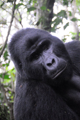 gorilla 5