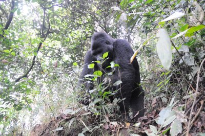 gorilla 6