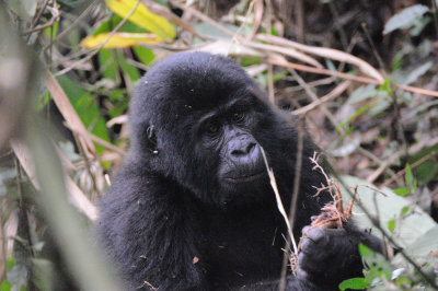 gorilla 9
