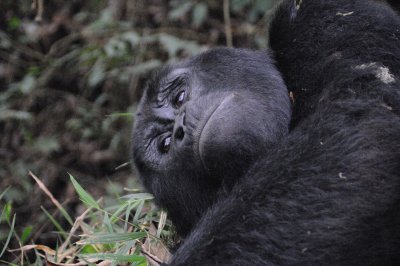 gorilla 15