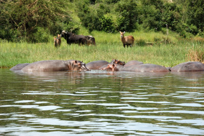 Hippos in the Blue Nile