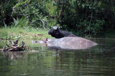 Hippo and buffalo