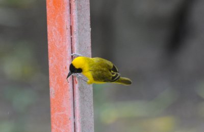 lesser masked weaver
