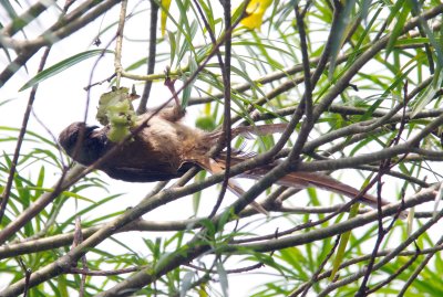 speckled mousebird