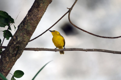 golden palm weaver