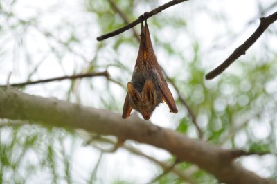 fruit bat