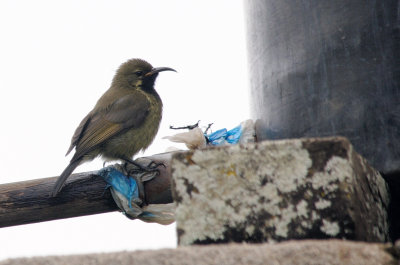 sunbird