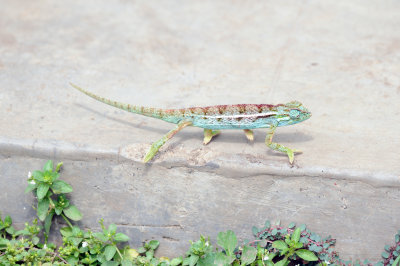 chameleon