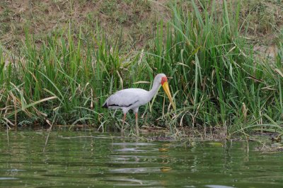 yellow-billed stork