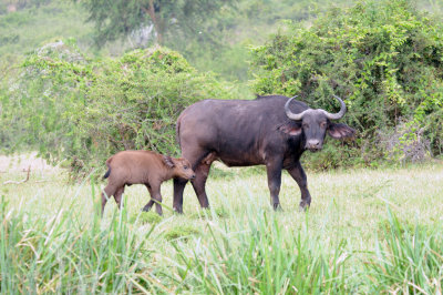 buffalo