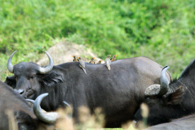 buffalo and yellow-billed oxpeckers