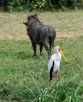 yellow-billed stork