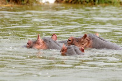 hippo