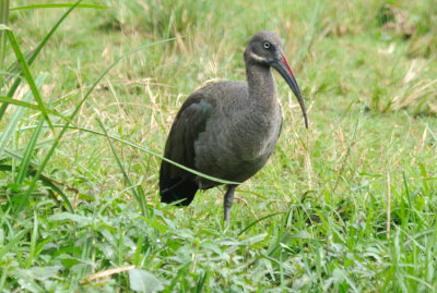 hadada ibis