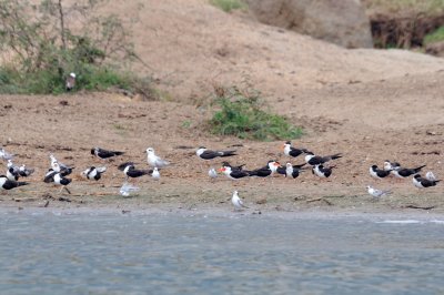 african skimmer