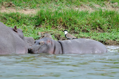 Babu hippo and spur-winged plover