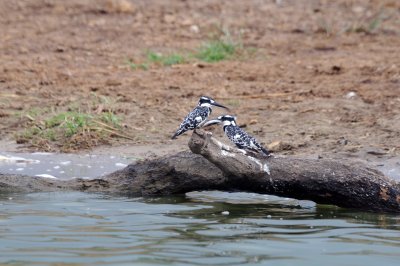 pied kingfishers