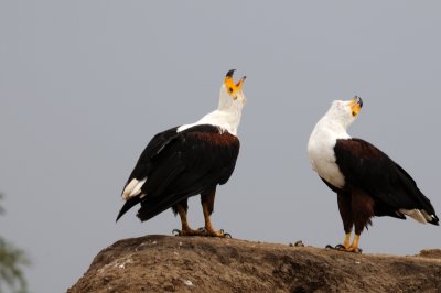 African fish eagle
