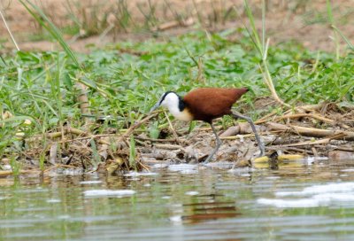 African jacana