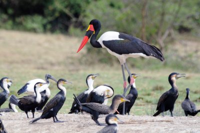 stork and cormorants