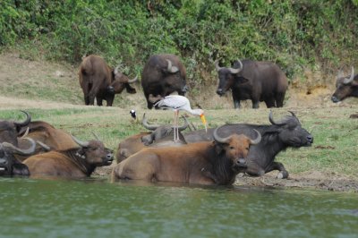 buffalo and stork