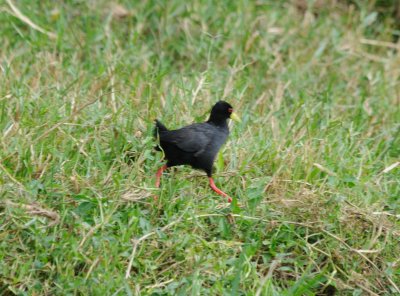 Black crake