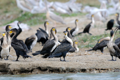 cormorants