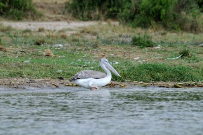 pink-backed pelican