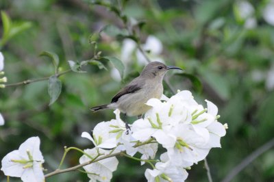 variable sunbird