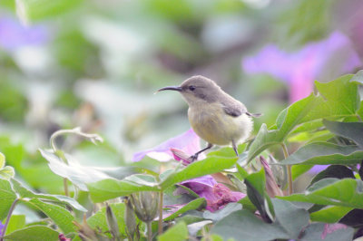 variable sunbird