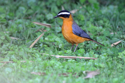 white-browed robin-chat