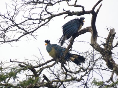 Turacos