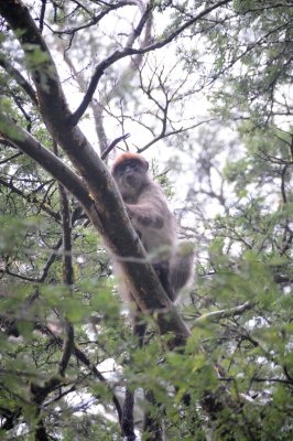 red colobus