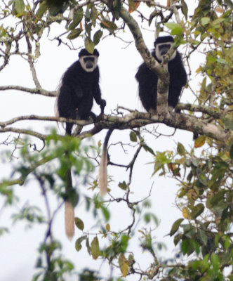 back and white colobus