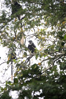 back and white colobus