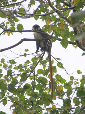 red-tailed monkey