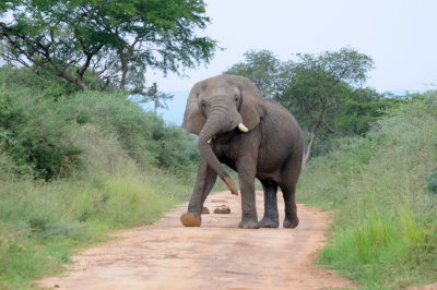 elephant