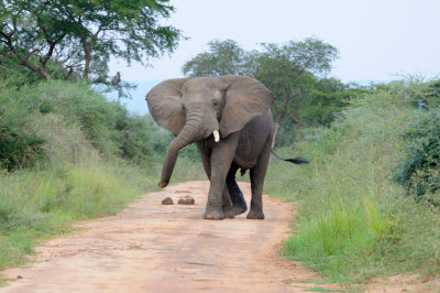 elephant