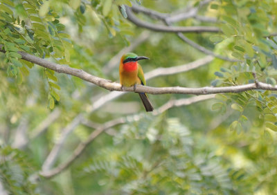 red-throated bee-eater