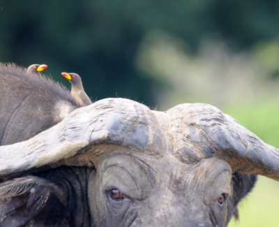 yellow-billed oxpeckers on buffalo