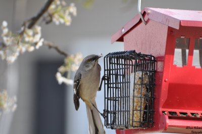 Birds 003.jpg