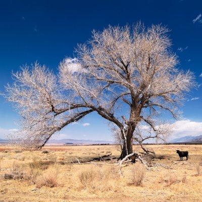 Pasture and cow, Owens Valley