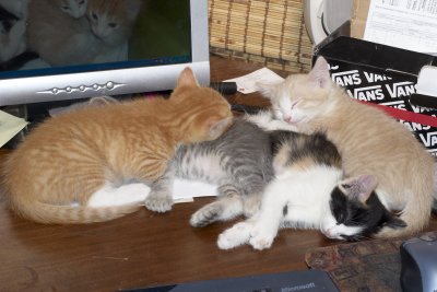 Kittens took over my desk!