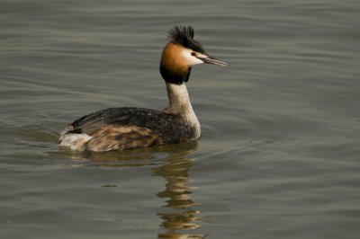 Great crested grebe/Fuut 9