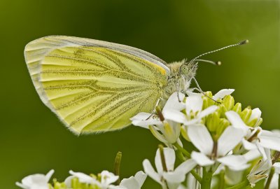 Green-veined white/Klein geaderd witje 6