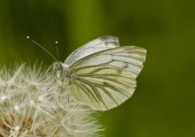 Green-veined white/Klein geaderd witje 11